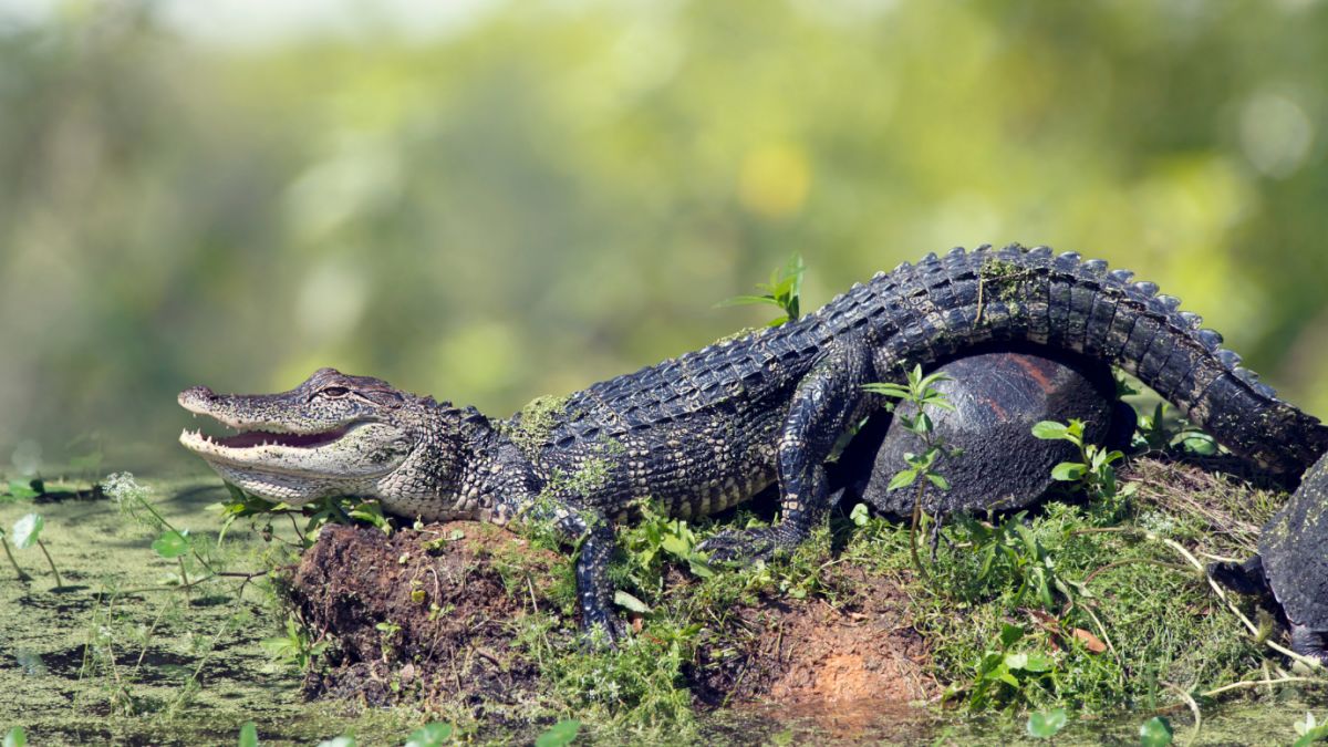 Traveling Along American Riverbanks: A Trip Through the Okefenokee Swamp