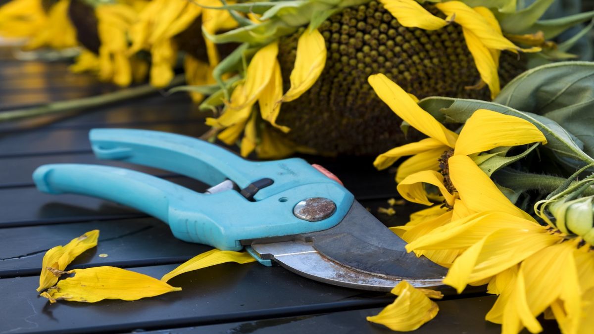 Get Your Garden Groove On_ Essential Tools for Plant Parenthood