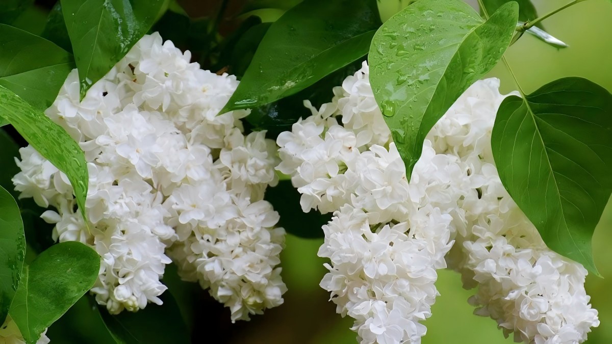 How to Propagate Your Lilac at Home