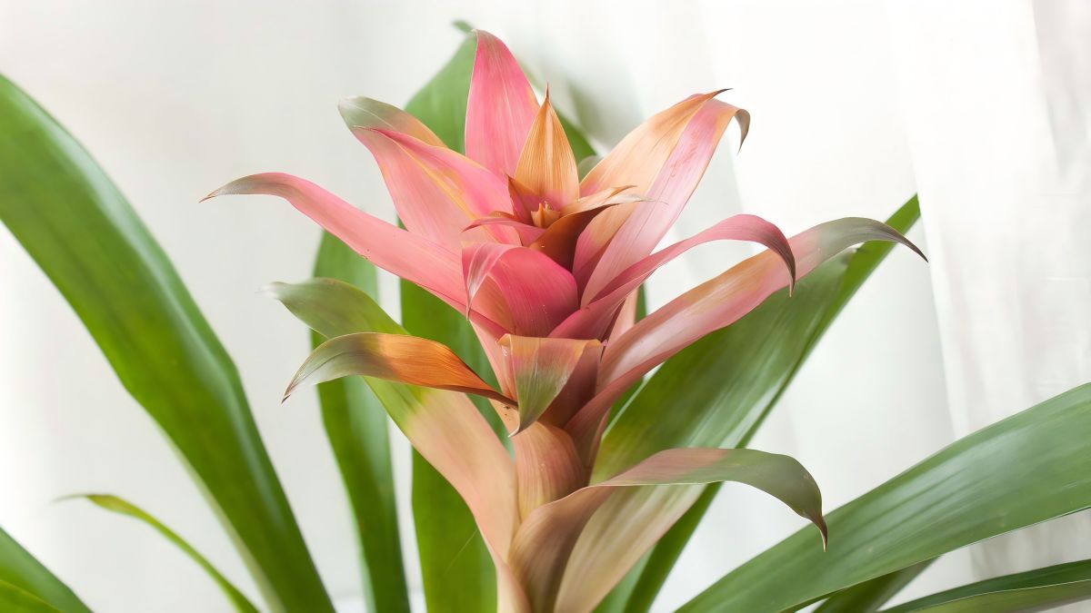 Five Things to Consider When Growing Bromeliads