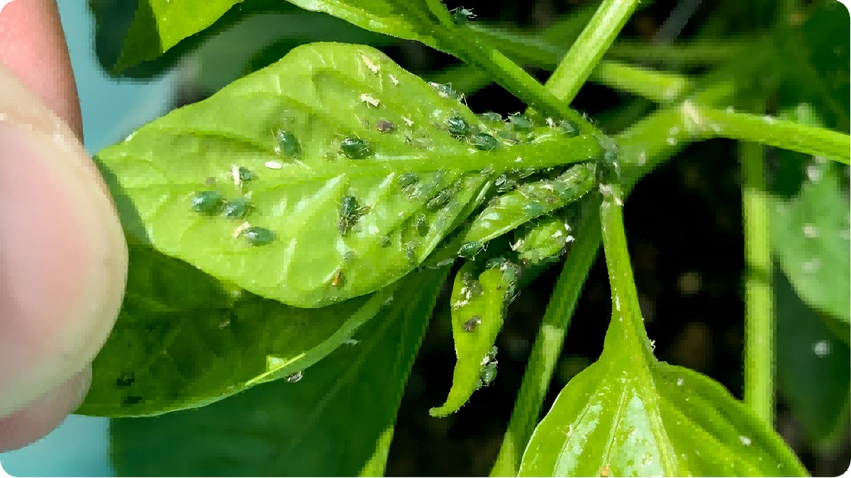 How to Use Plants to Control Aphids